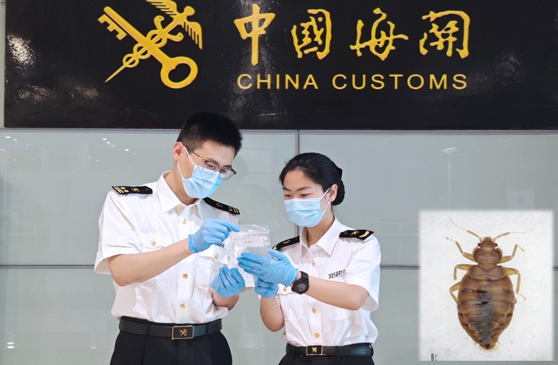 合肥新桥机场海关在旅检渠道截获蜚蠊臭虫30只